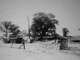 Capunga