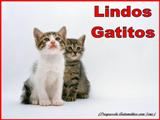 Lindos Gatitos