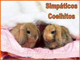 Simpáticos Coelhos